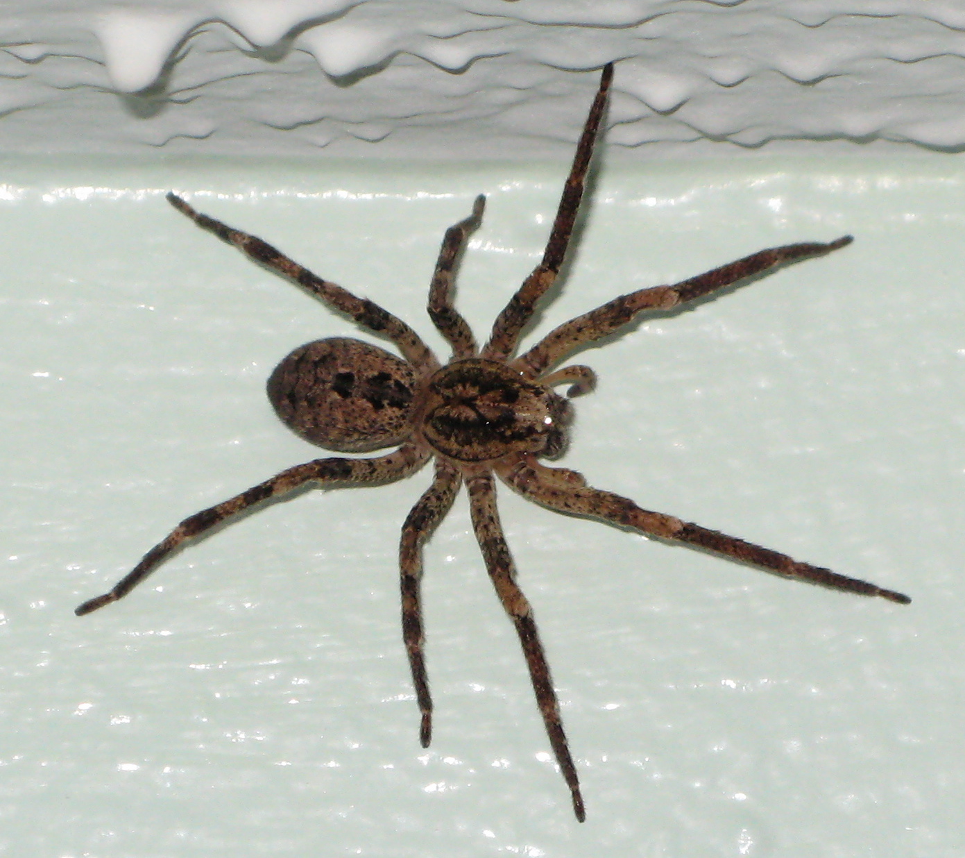 Zoropsis spinimana